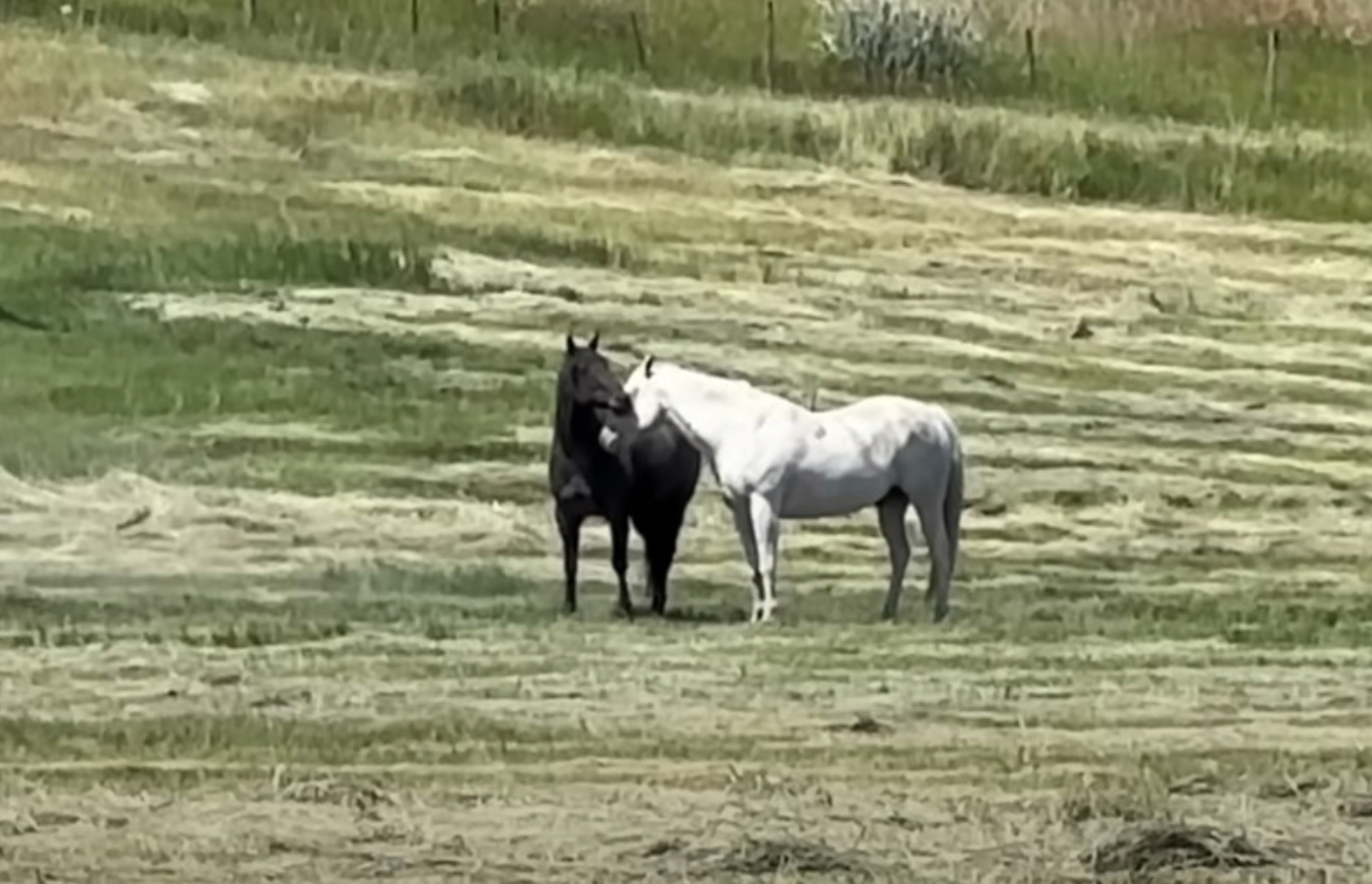 Woman’s filming when black horse acts unexpectedly to older horse in herd